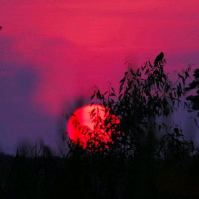 幻兽爱合成小米版下载